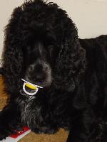 Jasper with Max's dummy