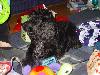 Jasper and the Christmas presents